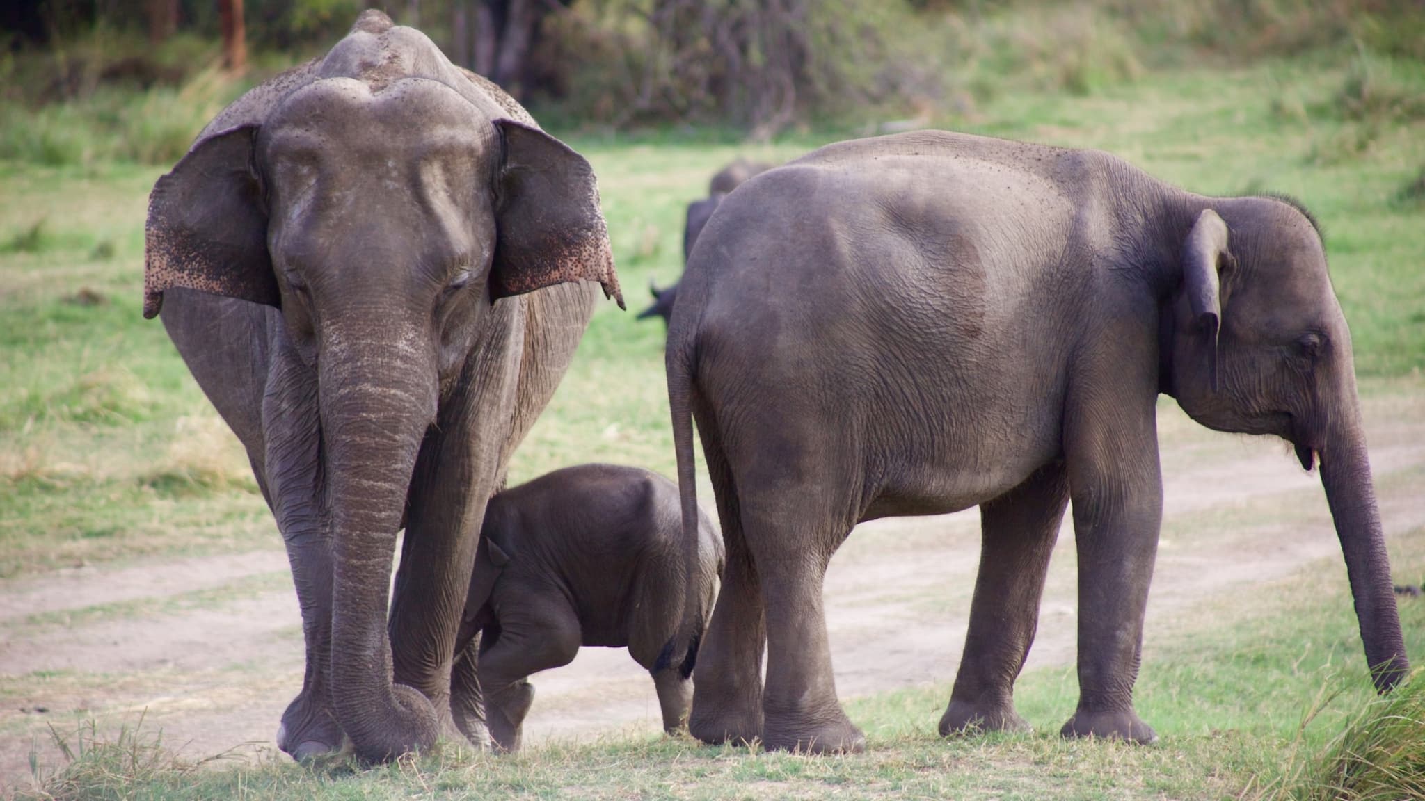 野生动物园斯里兰卡大象