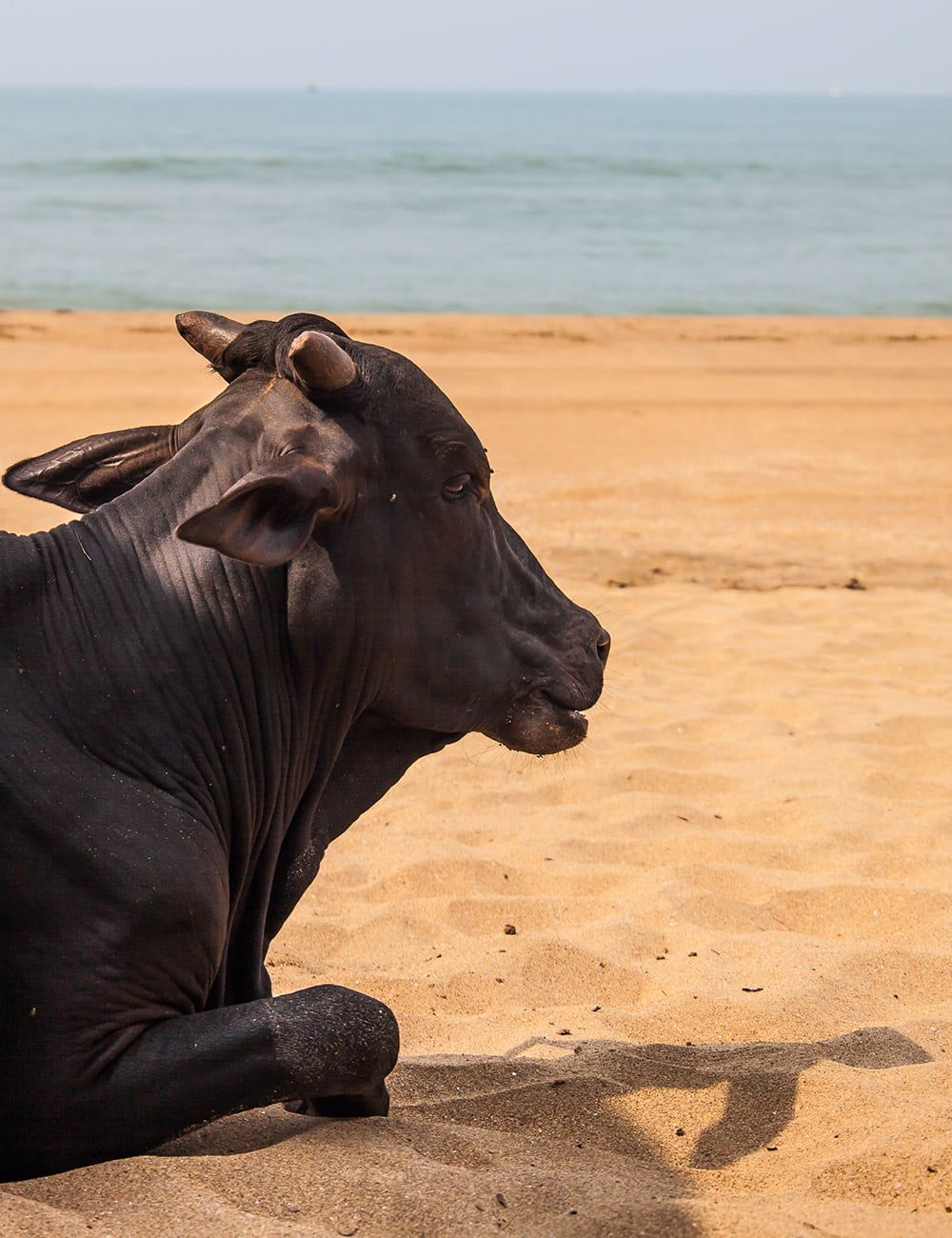 阿贡达海滩奶牛