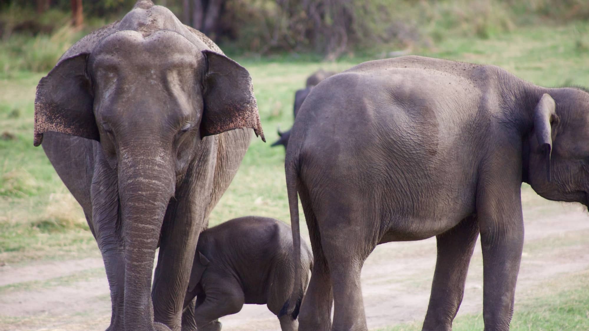 见证一头大象迁移在斯里兰卡