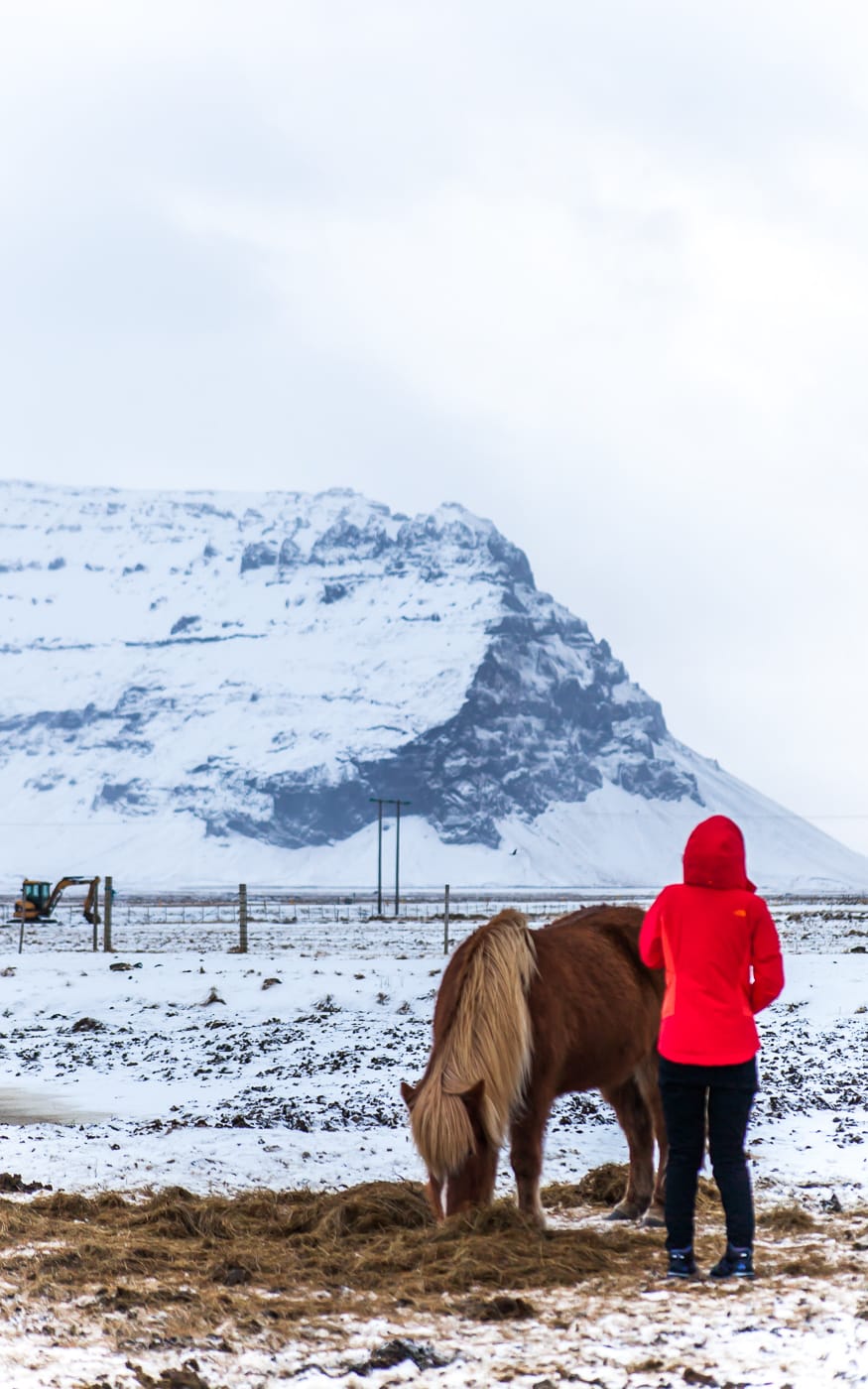 冰岛冬马