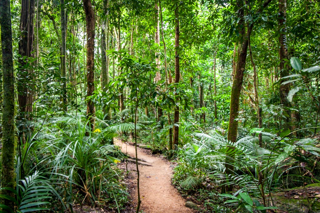 Daintree-rainforest