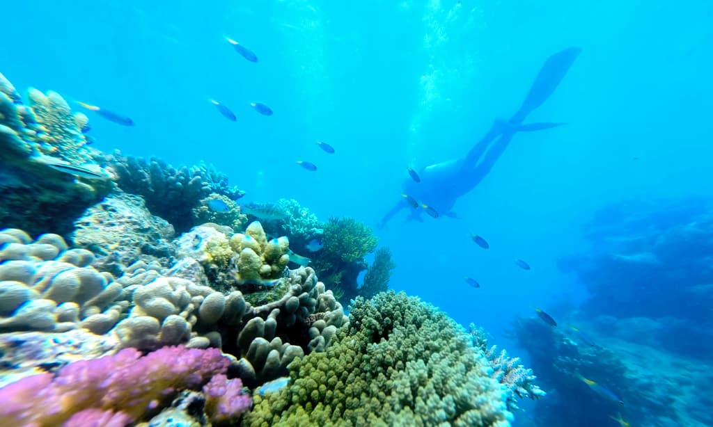 在澳大利亚大堡礁潜水