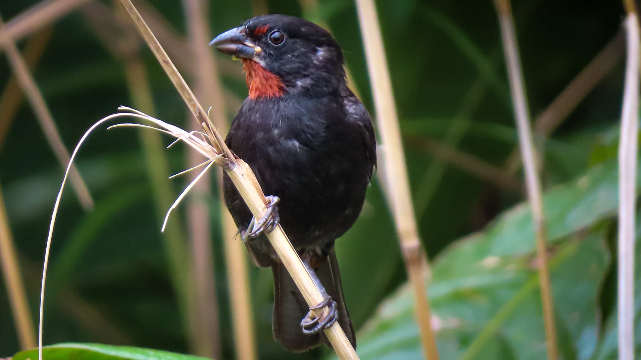 在多米尼加观鸟时发现的一只小鸟
