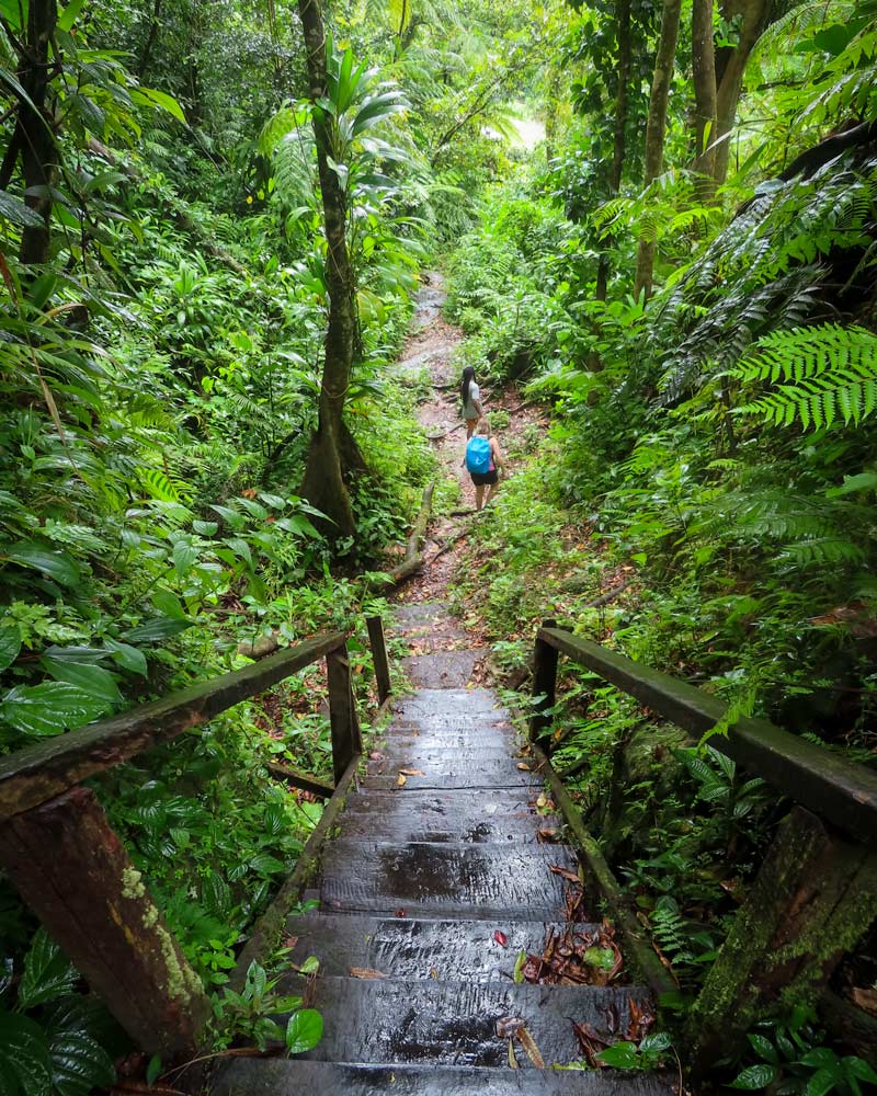 徒步穿越多米尼加的绿色灌木丛和树木