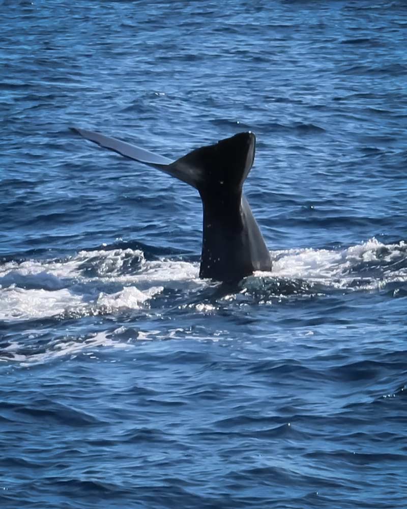 在多米尼加发现的抹香鲸尾巴