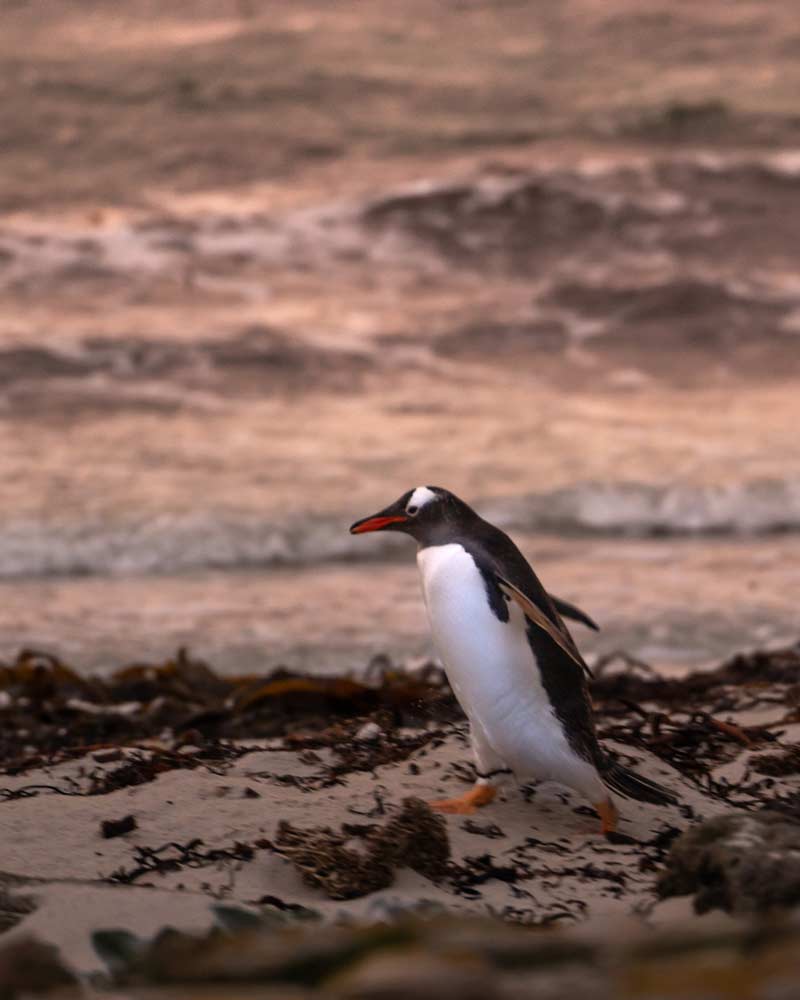 在桑德斯岛的脖子，一只巴布亚企鹅在日落时分