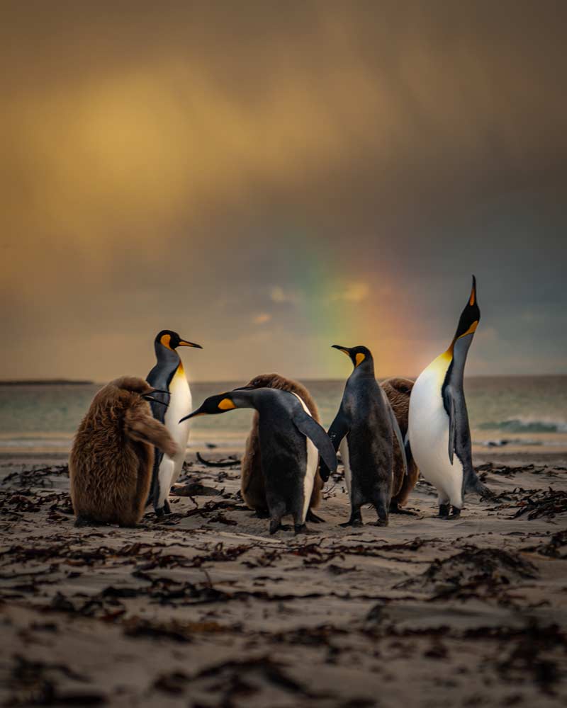 日出时的国王企鹅在桑德斯岛上，福克兰群岛的彩虹前