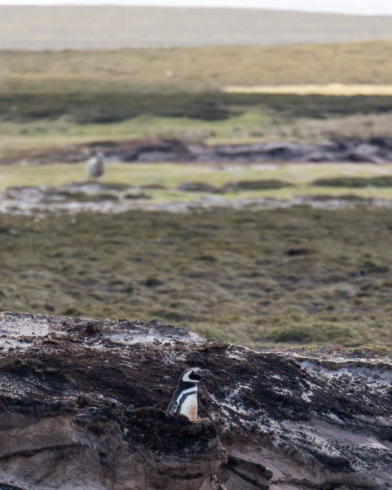 一只麦哲伦企鹅从威德尔岛的洞穴里探出头来