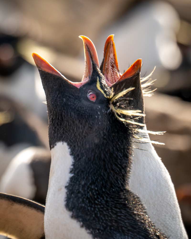 两只跳岩企鹅在福克兰群岛上对着天空呼喊必威体育官方登录