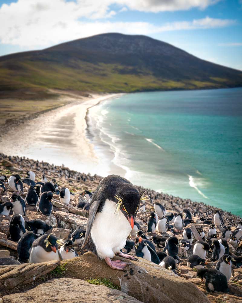 福克兰群岛上的一只跳岩企鹅必威体育官方登录