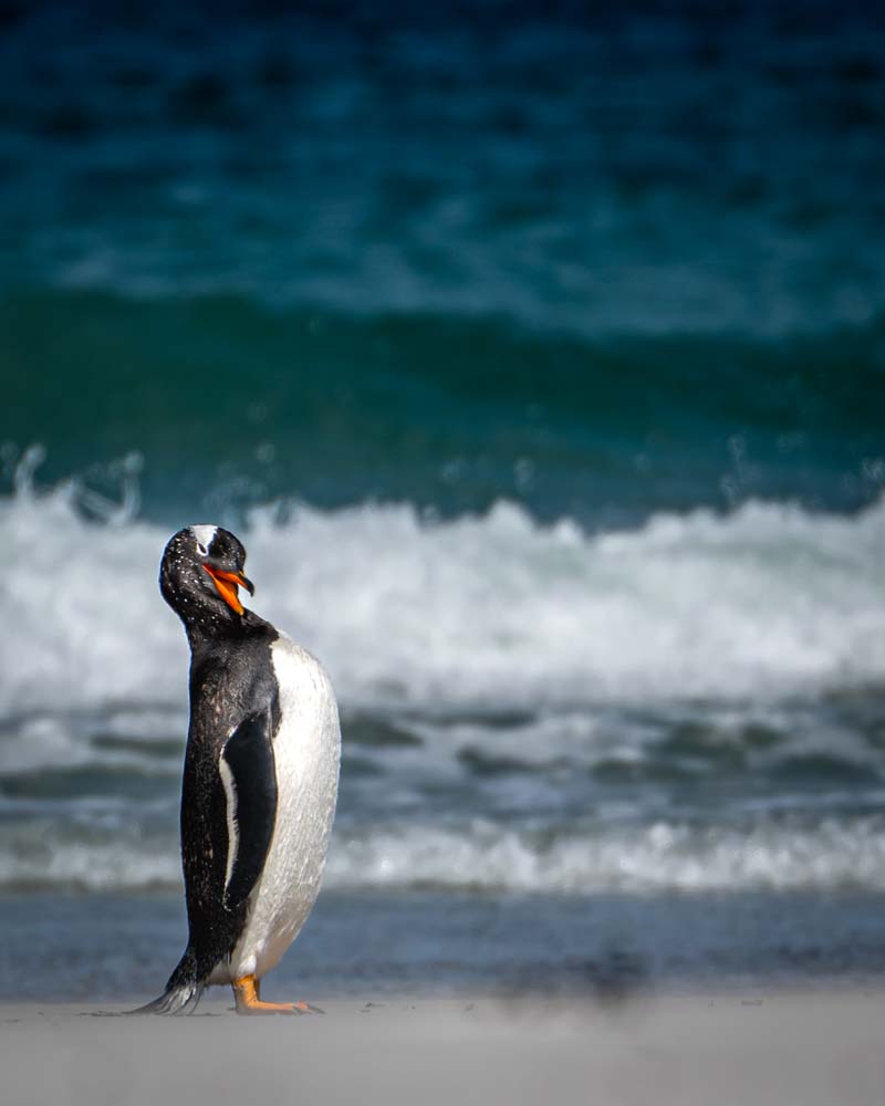 一只企鹅从海里出来后在伯萨斯海滩上