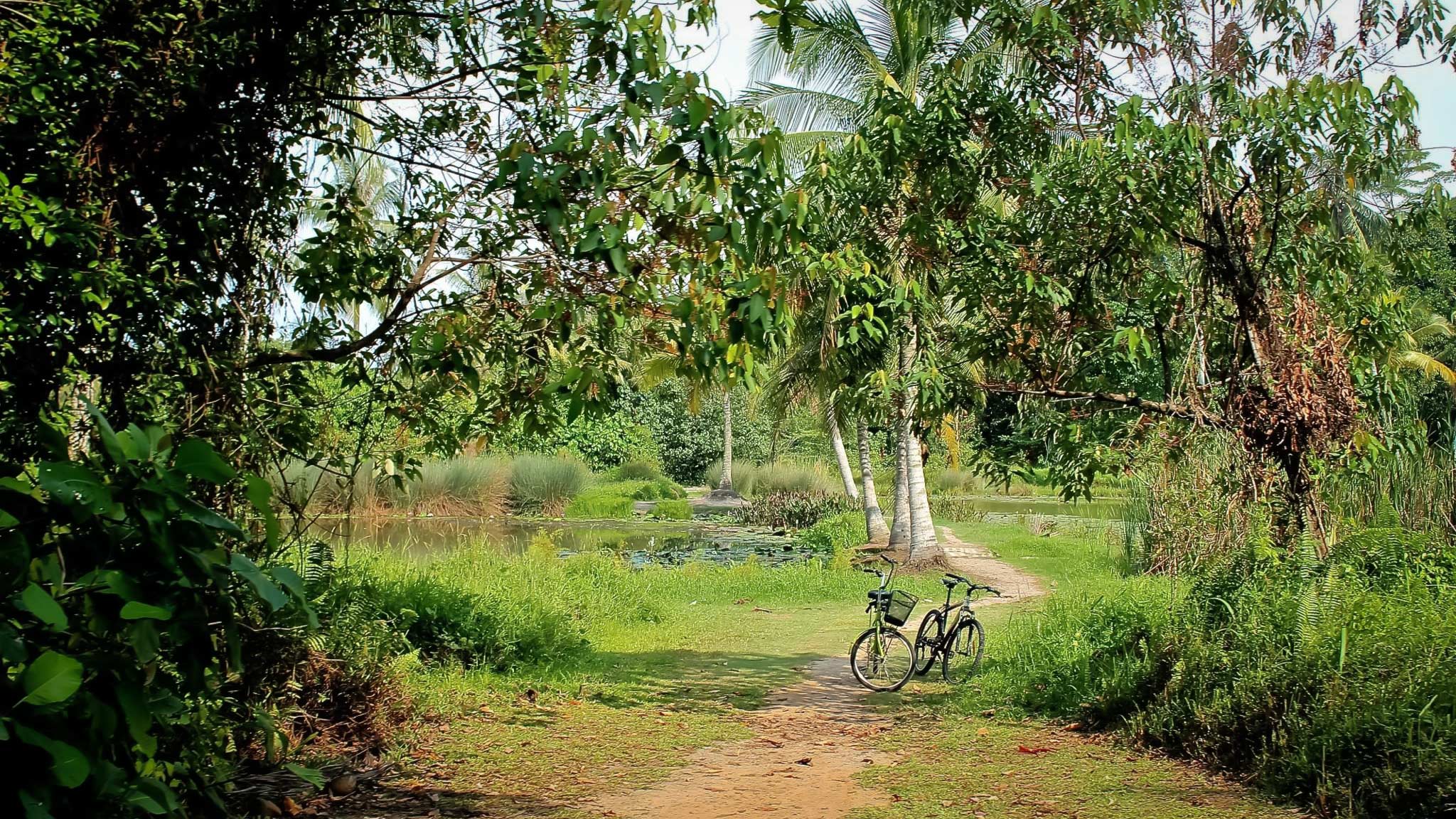 在Pulua Ubin岛周围骑车