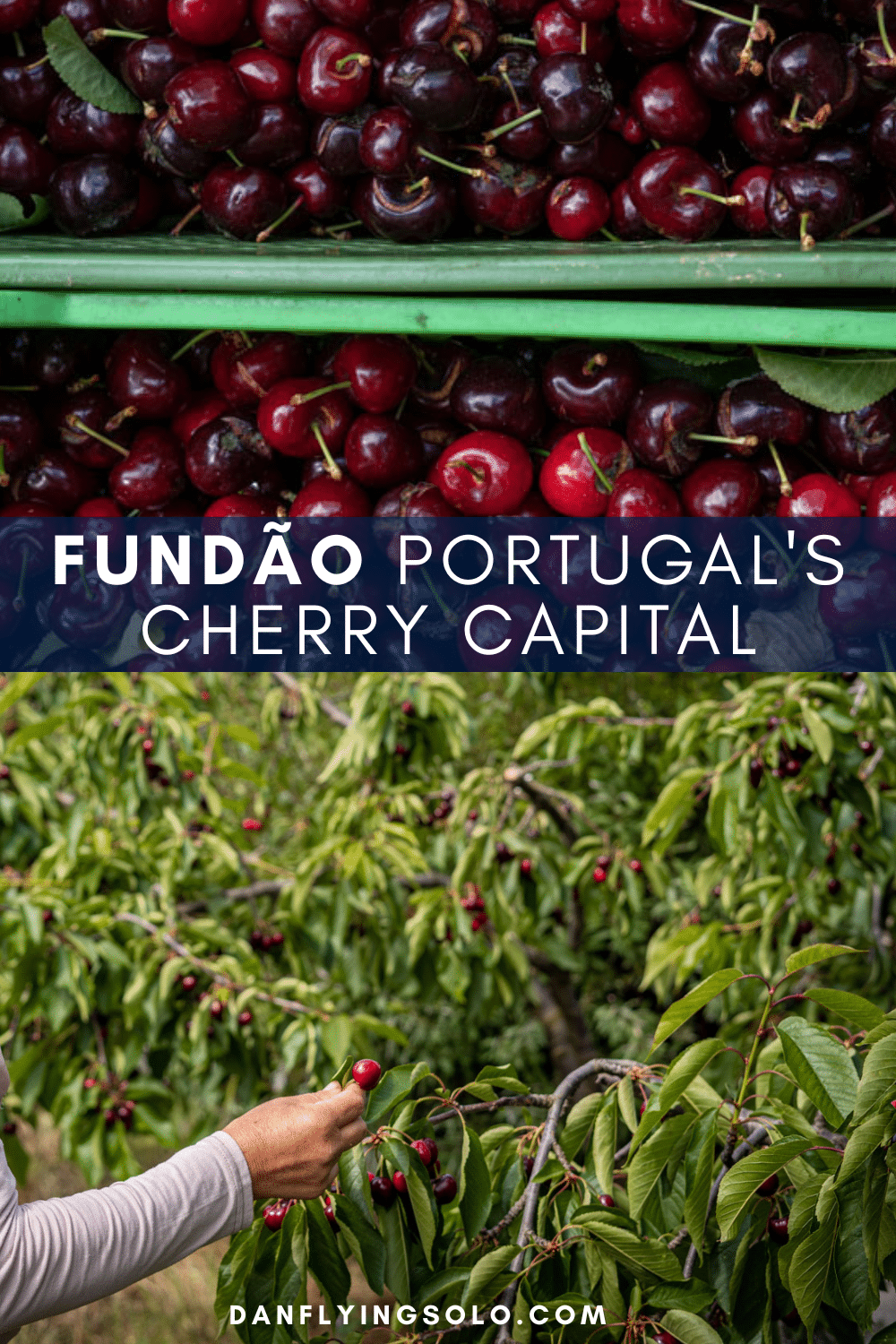 为什么你应该访问Fundao,葡萄牙的樱桃帽吗ital – In Central Portugal's hinterlands, combine a visit to Fundão, the country's cherry capital, with Castelo Novo, a historic village.