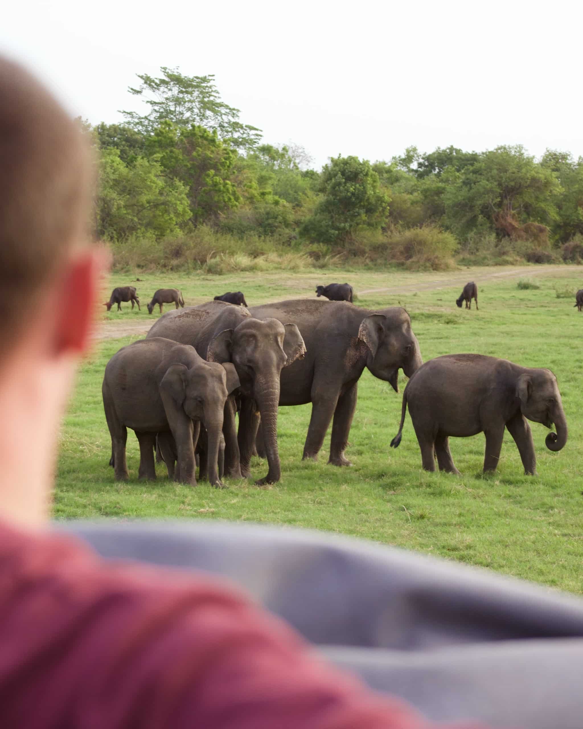 大象safari在斯里兰卡