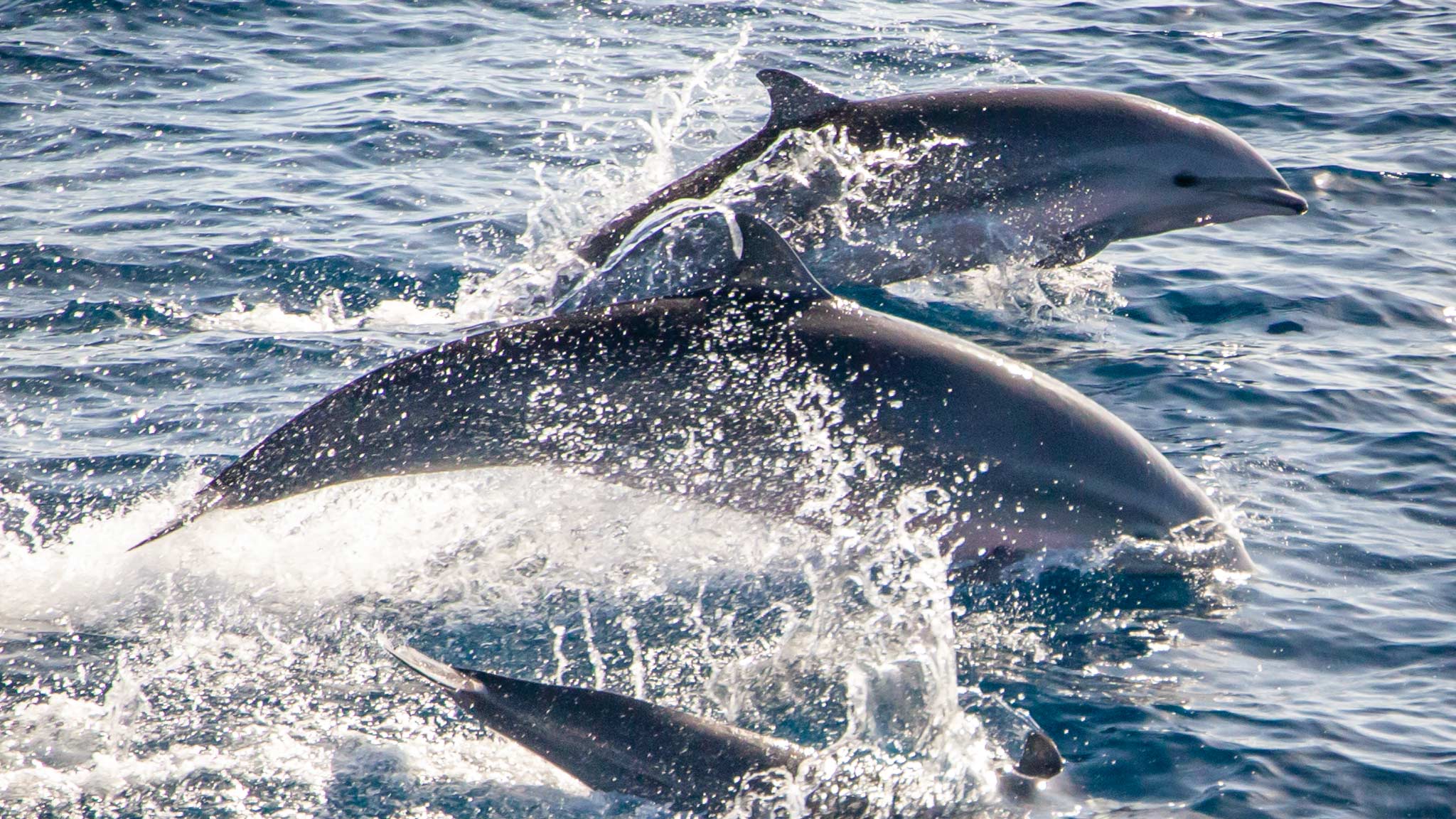 在多米尼加，三只海豚跃出水面