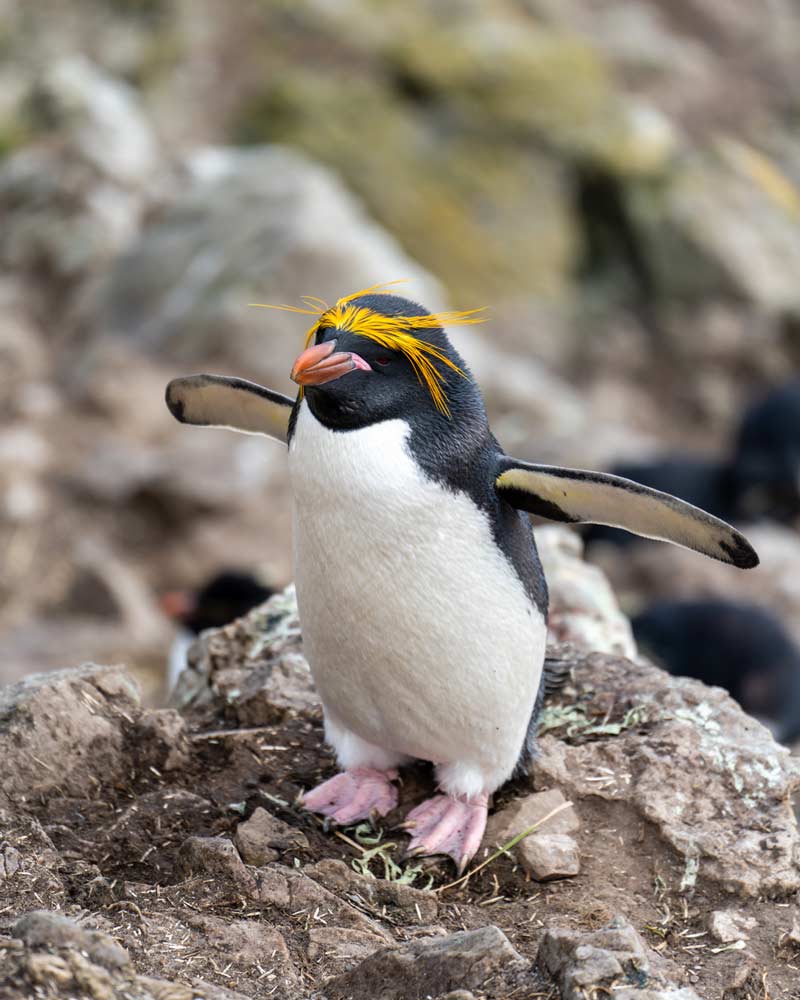 也许最令人难忘的发型,通心粉企鹅在福克兰群岛必威体育官方登录