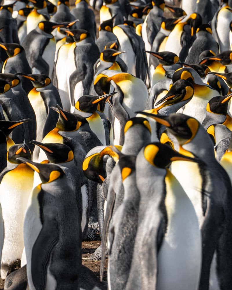 一群王企鹅在志愿者时候福克兰群岛